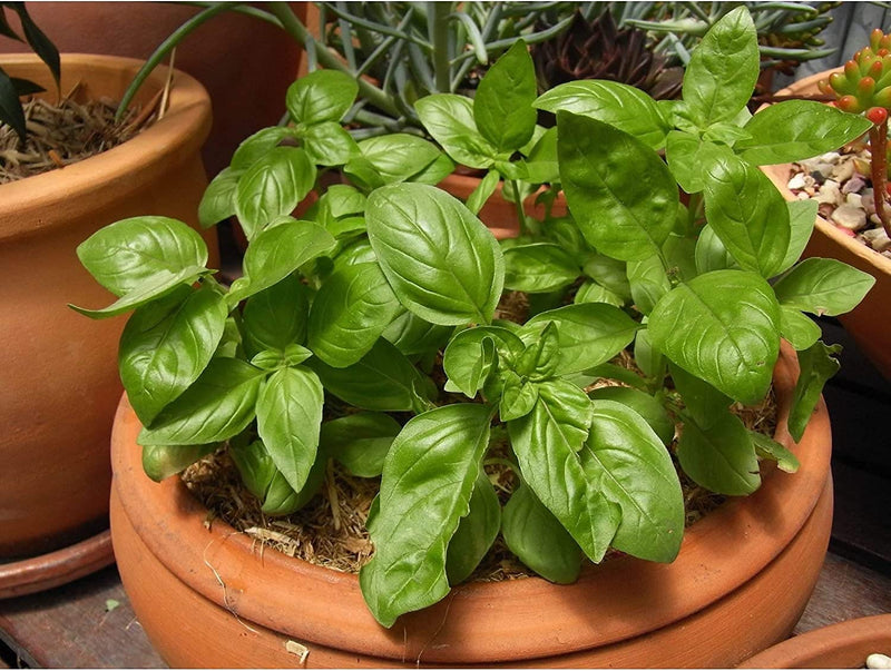 Window Garden - Basil Herb Kit - Grow Your Own Food. Germinate Seeds on Your Windowsill