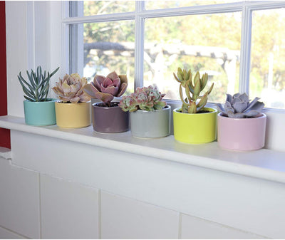 Window Garden Six Shades of Succulents Planter Pots  Slip Your Plants Into Something More
