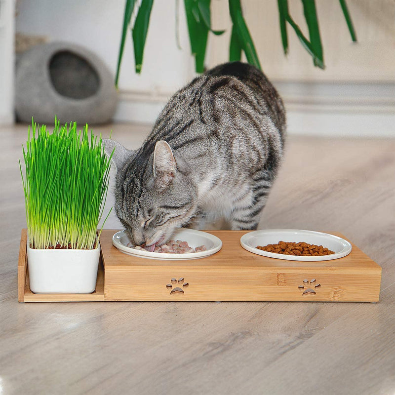 2 x cat bowl for bamboo food steam made of porcelain increased
