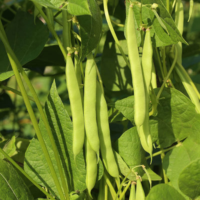 Yellow beans seed stick beans yellow stick beans seeds for 20x neckar gold