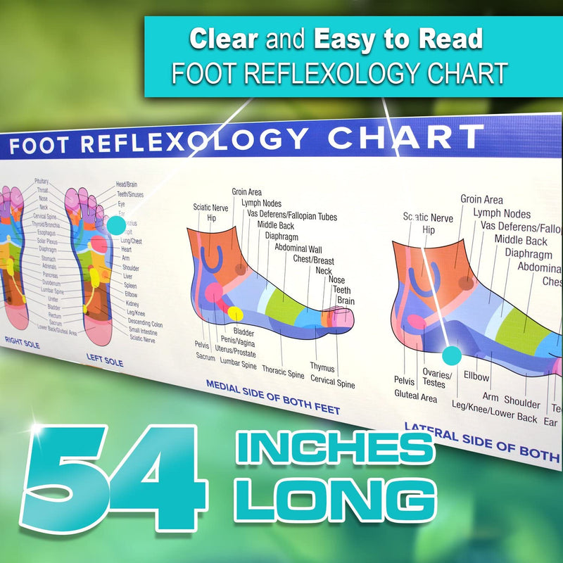 Foot Reflexology Poster Vinyl Banner | 54 x 17.25 Reflexology Chart Color