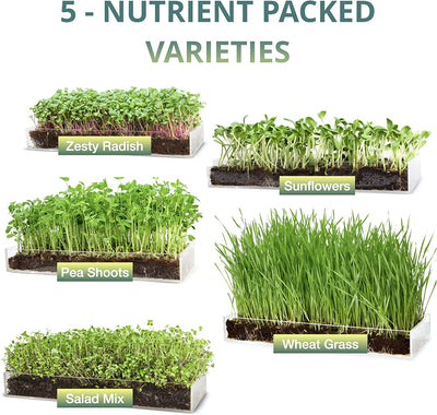 Window Garden Microgreens Growing Kit - Includes Microgreen Seeds, Organic Pea Shoot (3