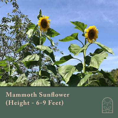 Window Garden - Lemon Queen Sunflower Flower Starter Kit - Grow Beauty. Germinate Seeds