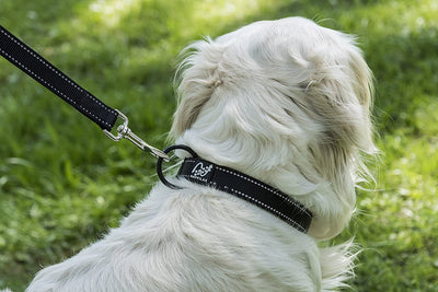 Collar for small dogs padded in size and reflective