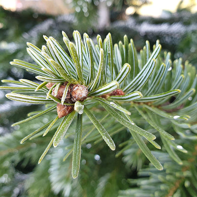 Nordmann fir to plant my Christmas tree 2028 Christmas seeds for 5x