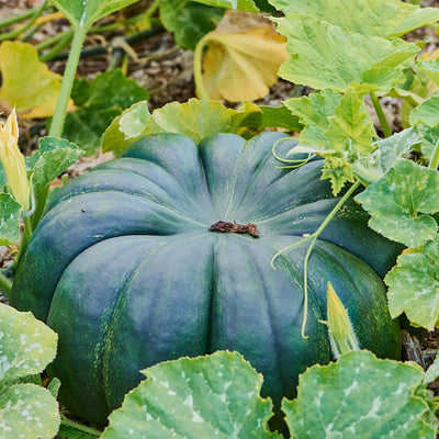 Hokkaido seed Uchiki Kuri Hokkaido pumpkin seeds for cultivating 6 pumpkin
