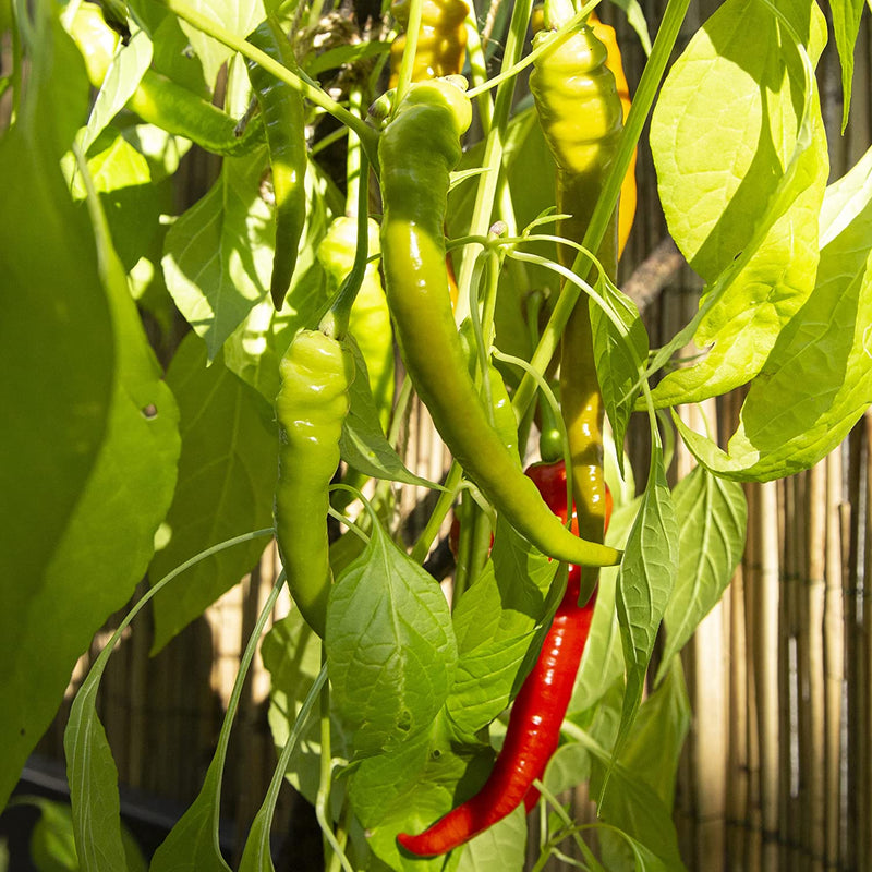 Chili names Habanero Mix Habanero seed mixture to cultivate chili