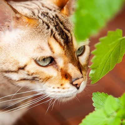 Cats mint seeds catnint seed seeds for growing about 1000 catnip