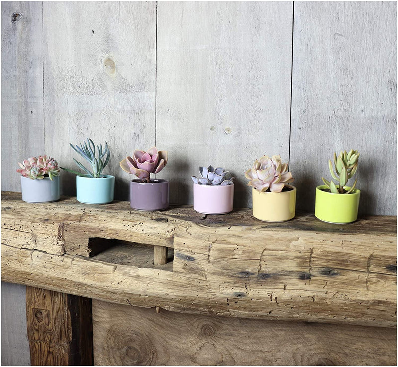 Window Garden Six Shades of Succulents Planter Pots  Slip Your Plants Into Something More