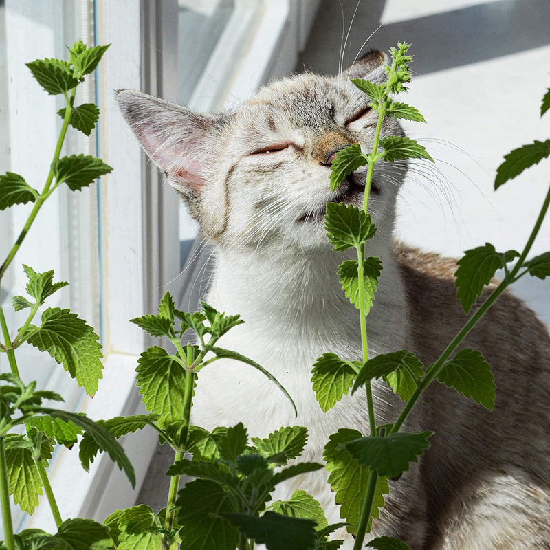 Cats mint seeds catnint seed seeds for growing about 1000 catnip