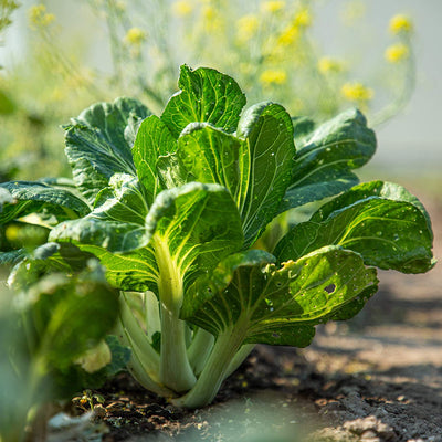 Lettuce seed salad salad seeds for cultivation of approx. 500 salad plants best