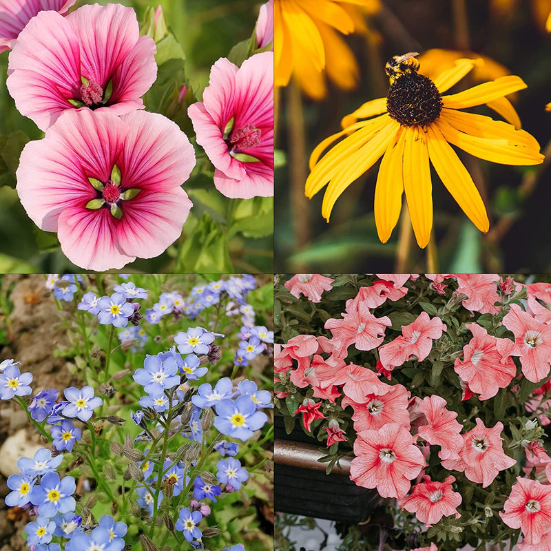 Flowers seeds for the garden and balcony 10 varieties of flower seed bags as