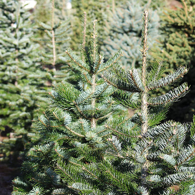 Nordmann fir to plant my Christmas tree 2028 Christmas seeds for 5x