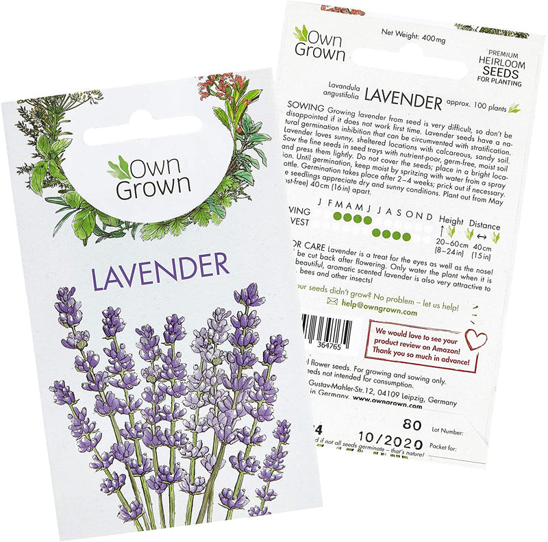 Lavender Plant Seeds: Premium Perennial Lavender Seeds for 100 Lavender Plants  Flower