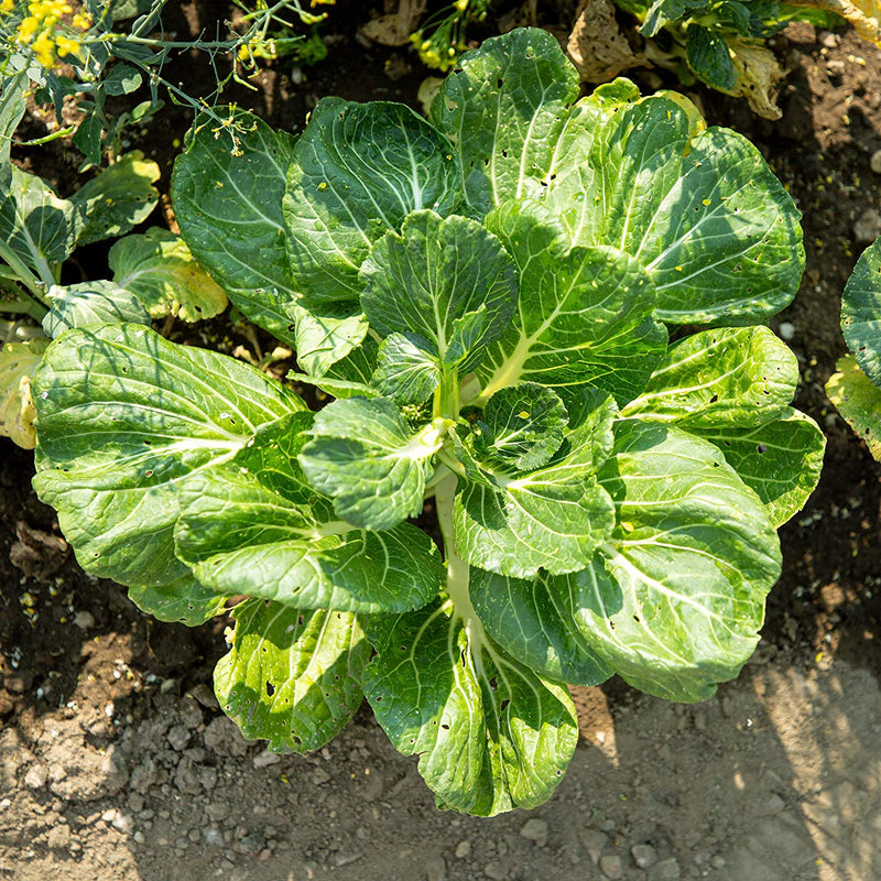 Lettuce seed salad salad seeds for cultivation of approx. 500 salad plants best